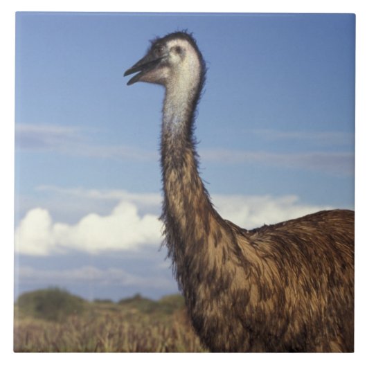 オーストラリア、西オーストラリア。Emu（ドロマイウス） タイル (正面)