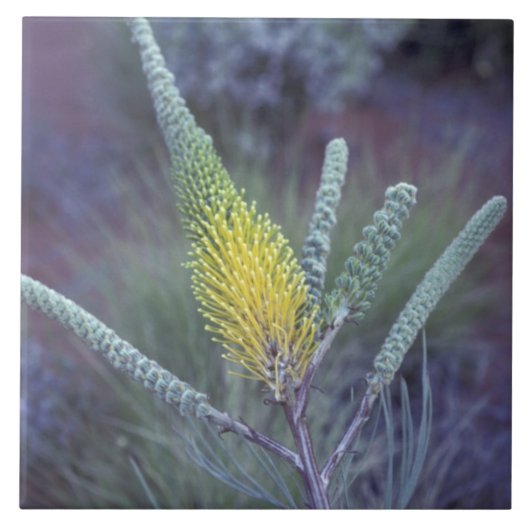 オーストラリア、NT、エアーズ·ロック近く。春の開花 タイル (正面)