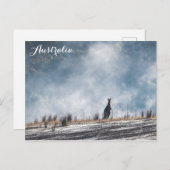 オーストラリアAustralia Kangaroo旅行写真 ポストカード (正面/裏面)