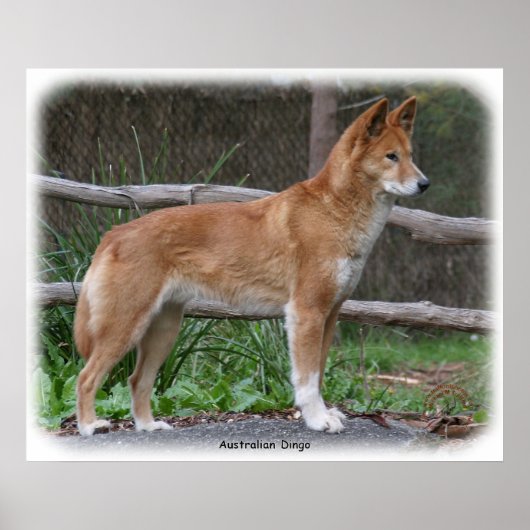 オーストラリアDingo 9Y209D-268 ポスター (正面)
