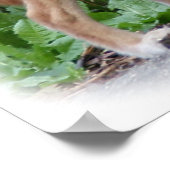 オーストラリアDingo 9Y209D-268 ポスター (角)