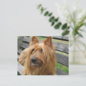 オーストラリアterier on bench.png ポストカード (スタンド正面)