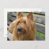 オーストラリアterier on bench.png ポストカード (正面/裏面)