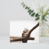 オーストリアのコアラ ポストカード (スタンド正面)