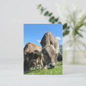 オーストリアの可愛い牛 ポストカード (スタンド正面)