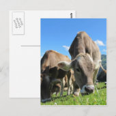 オーストリアの可愛い牛 ポストカード (正面/裏面)