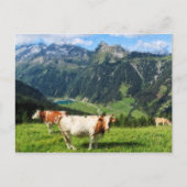 オーストリアアルプスの油絵イラストレーション。牛 ポストカード (正面)