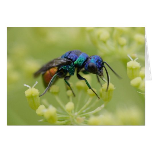 オーストリア金鉱 (正面横)