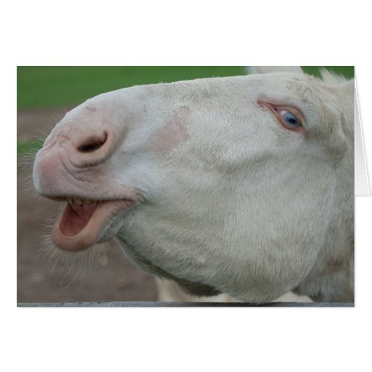 オーストリア – ハンガリー白ロバ (正面横)