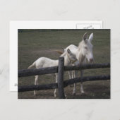 オーストリア – ハンガリー白ロバ ポストカード (正面/裏面)