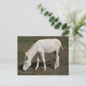 オーストリア – ハンガリー白ロバ ポストカード (スタンド正面)