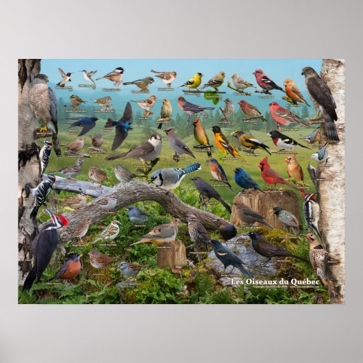 オーセイオデュケベック ポスター (正面)