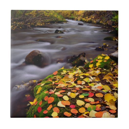 オータムカラーズアロンマギークリーク タイル (正面)