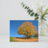 オータムカラーズ、ウェストバージニア ポストカード (スタンド正面)