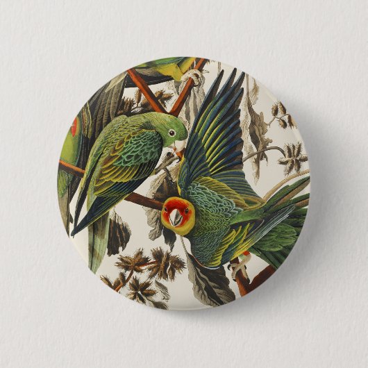 オーダボン・カロライナインコの鳥のヴィンテージアート 缶バッジ (正面)