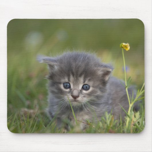 オーダーメイド かわいい子猫 マウスパッド (正面)
