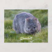 オーダーメイド キュートなウォンバット タスマニア オーストラリア ポストカード (正面)