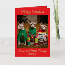 オーダーメイド スフィンクス猫のクリスマス 写真