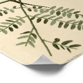 オーチャードオリオール ポスター (角)