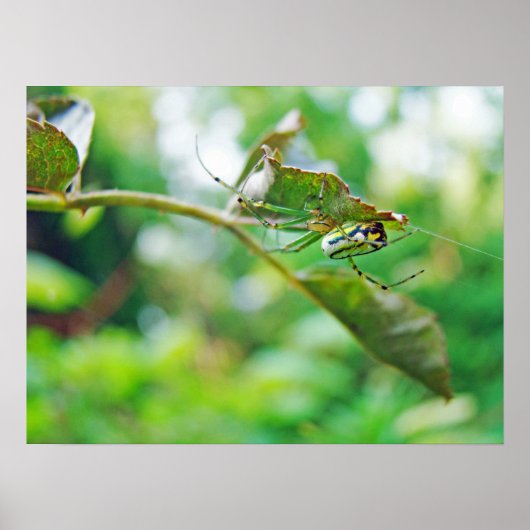 オーチャードオービウィーバースパイダー – リュカウジュヴェヌスタ ポスター (正面)