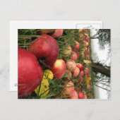 オーチャードポストカードの秋の朝 ポストカード (正面/裏面)