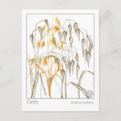 オーツグレインプラントマテリアメディカハーブ勉強カード ポストカード (正面)