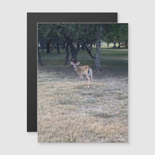 オーディアマグネット (正面/裏面)