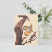 オーデュボンのキン翼キツツキの鳥家族 ポストカード (スタンド正面)