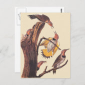 オーデュボンのキン翼キツツキの鳥家族 ポストカード (正面/裏面)