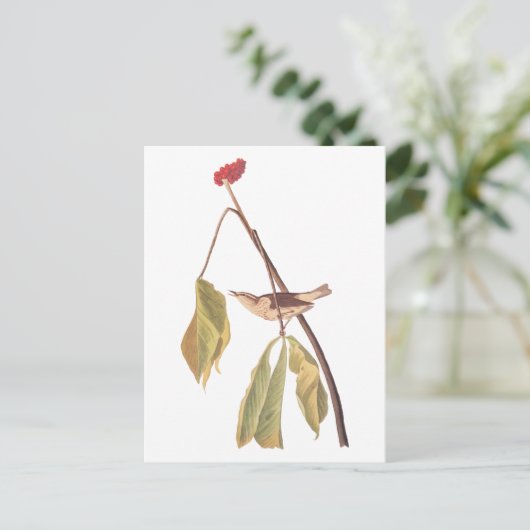 オーデュボンのルイジアナ・ウォーター・ツルーシュの鳥と花 ポストカード (スタンド正面)