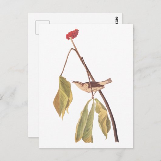 オーデュボンのルイジアナ・ウォーター・ツルーシュの鳥と花 ポストカード (正面/裏面)