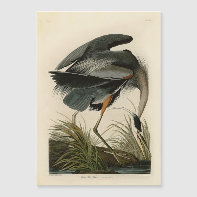 オーデュボン アオサギ 湿地の鳥 (正面)