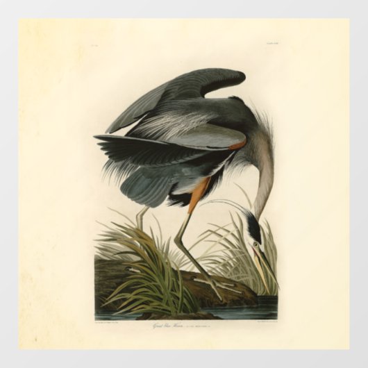 オーデュボン アオサギ 湿地の鳥 ウィンドウサイン (シート)