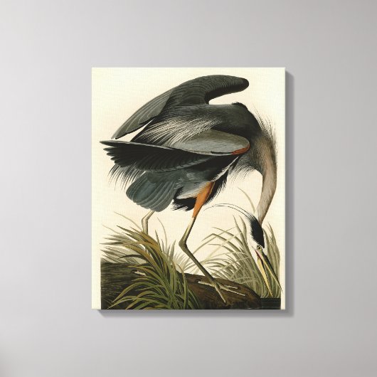 オーデュボン アオサギ 湿地の鳥 キャンバスプリント (正面)
