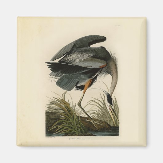 オーデュボン アオサギ 湿地の鳥 マグネット (正面)