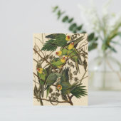 オーデュボン カロライナ インコのイラスト ポストカード (スタンド正面)