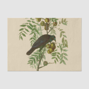 オーデュボン ムラサキツヤクワガタ 鳥のプリント ビンテージ植物学 薄葉紙