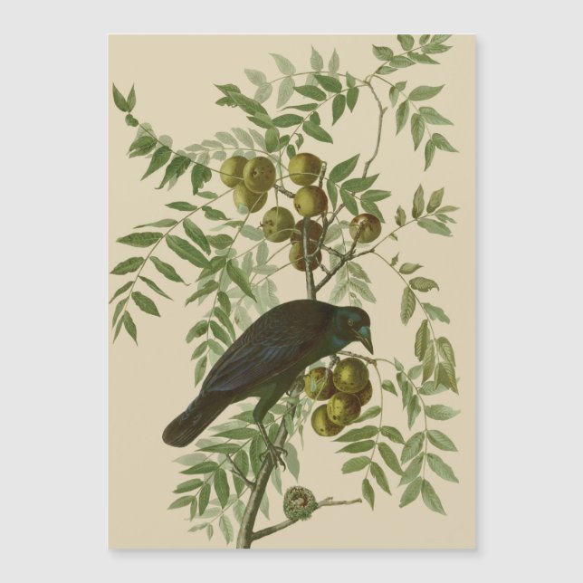 オーデュボン ムラサキツヤクワガタ 鳥の版画 ビンテージ植物画 (正面)
