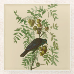 オーデュボン ムラサキツヤクワガタ 鳥の版画 ビンテージ植物画 ガラスコースター