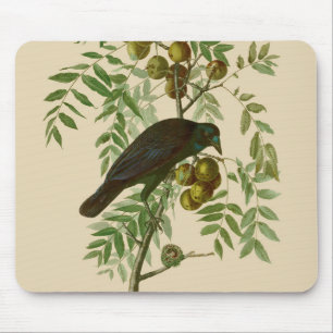 オーデュボン ムラサキツヤクワガタ 鳥の版画 ビンテージ植物画 マウスパッド
