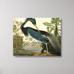 オーデュボン ルイジアナサギ 鳥 アメリカ アート キャンバスプリント