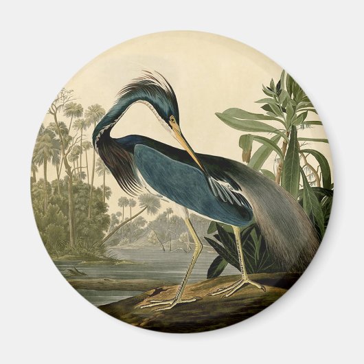 オーデュボン ルイジアナサギ 鳥 アメリカ アート マグネット (正面)