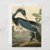 オーデュボン ルイジアナサギ 鳥 アメリカ アート 招待状 (裏面)