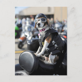 オートバイの写真におもしろい犬 ポストカード