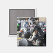 オートバイの写真におもしろい犬 マグネット (正面/裏面)