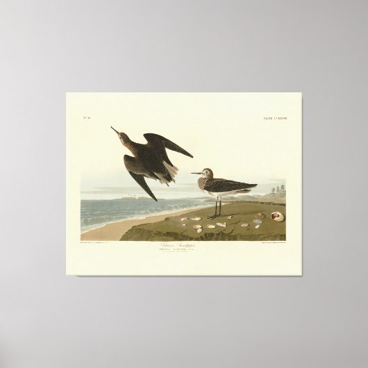 オードゥボンのアメリカの鳥たちから生まれたシンス・サンドパイパー キャンバスプリント (正面)