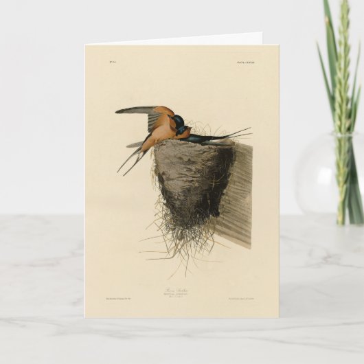 オードゥボンの鳥たちからのバーンスワロー カード (正面)