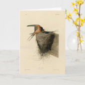 オードゥボンの鳥たちからのバーンスワロー カード (黄色い花)