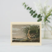 オードゥボンの鳥のアメリカ産の長いくちばしの巻き毛 ポストカード (スタンド正面)