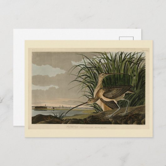 オードゥボンの鳥のアメリカ産の長いくちばしの巻き毛 ポストカード (正面/裏面)